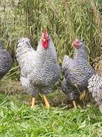 pluimvee, Plusieurs animaux, Poule ou poulet