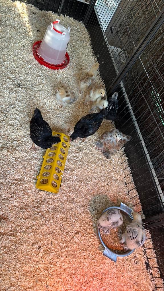 kuikens brahma,wyandotte, leg kip, Dieren en Toebehoren, Pluimvee, Kip