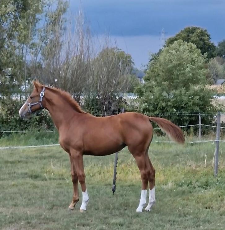 merrie veulen, Animaux & Accessoires, Chevaux, Jument, Non dressé, 0 à 2 ans, Cheval de dressage, Avec pedigree, Avec puce électronique