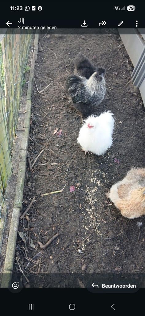 Witte zijde haantje gratis op te halen