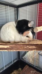 2 chinchilas, Enlèvement, Comme neuf