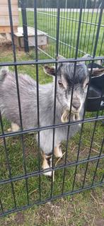 Bok - 1st. - Blauwschimmel tan - 8 maanden oud, Dieren en Toebehoren