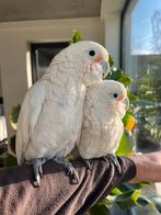 Zeer mooie en grote Goffini kaketoe, Dieren en Toebehoren, Vogels | Parkieten en Papegaaien, Mannelijk, Papegaai, Geringd