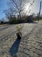 Cornus Alba Sibirica, Tuin en Terras, Ophalen