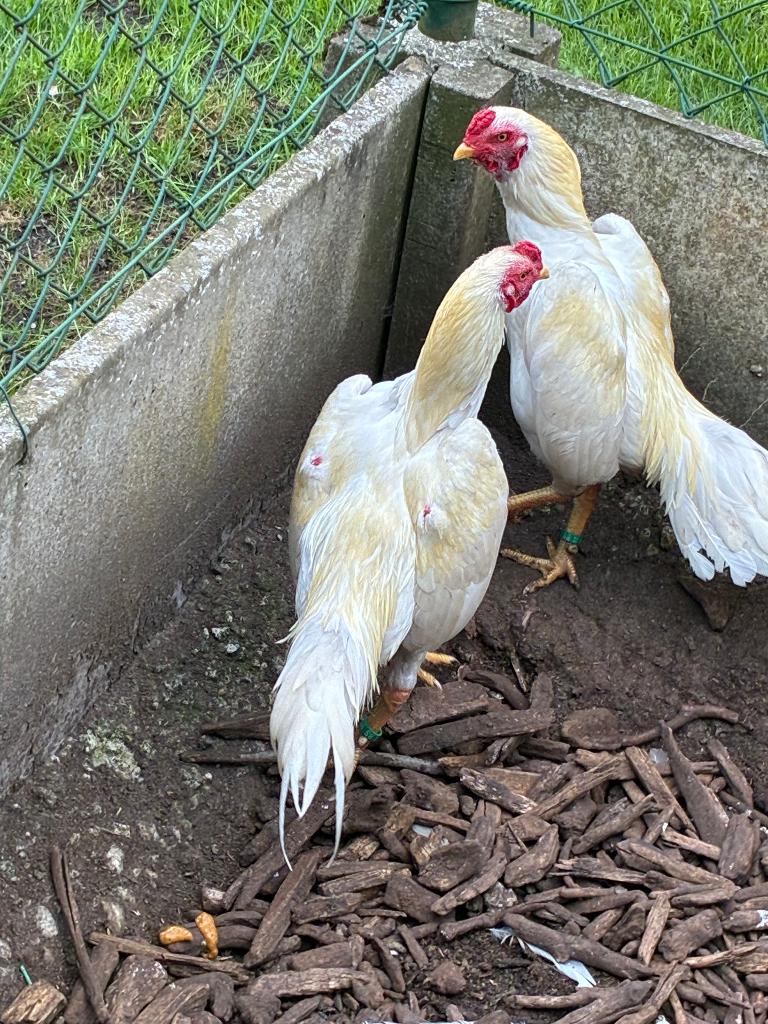 Broedeieren Shamo kriel, Dieren en Toebehoren