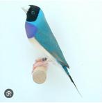 Gezocht gouldamandine, Dieren en Toebehoren, Vogels | Overige Vogels