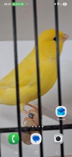 Kananie geel, Dieren en Toebehoren, Vogels | Kanaries