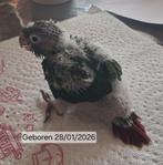 Handtamme pyrrhura's, Geslacht onbekend, Parkiet, Geringd