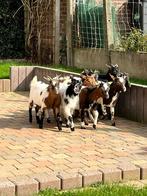 Mini dwerggeitjes miekes, Femelle, Chèvre, 0 à 2 ans