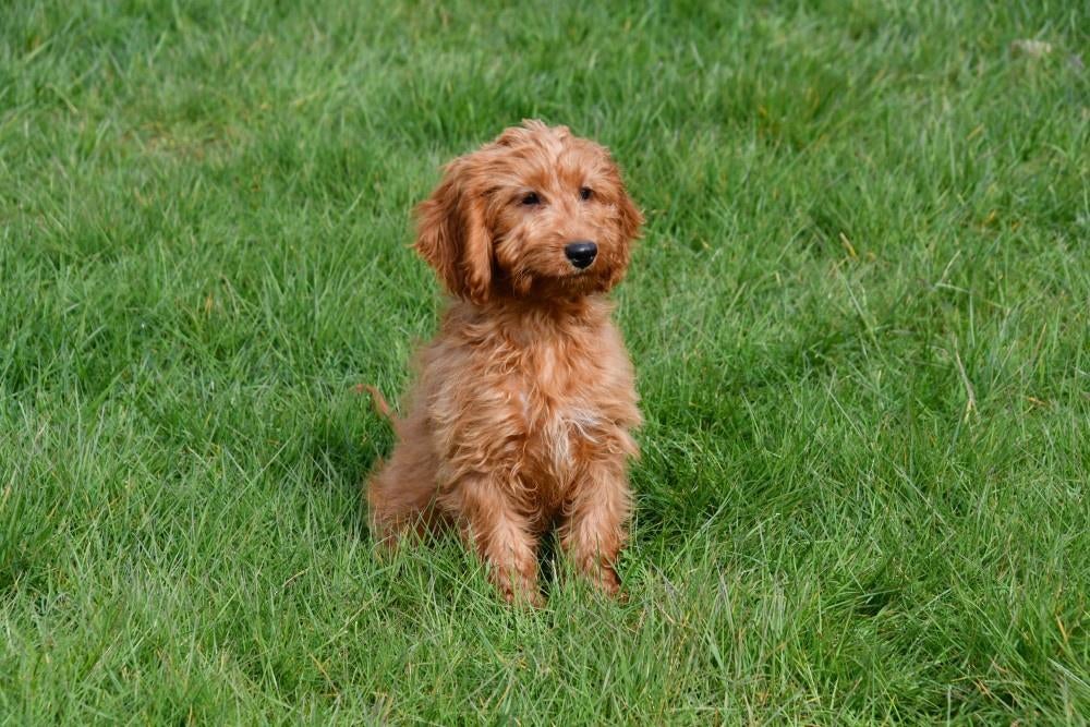 Chiots Cockapoo à vendre, Animaux & Accessoires, Chiens | Sans pedigree, 15 semaines à 1 an, Étranger, Hépatite contagieuse (maladie de Rubarth)