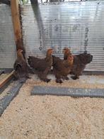 Brahma hennen, Dieren en Toebehoren, Pluimvee, Vrouwelijk, Kip