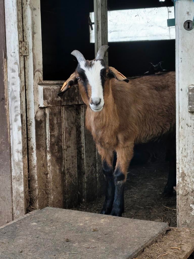 bokje 8 maanden gecastreerd, Mannelijk, Geit, 0 tot 2 jaar