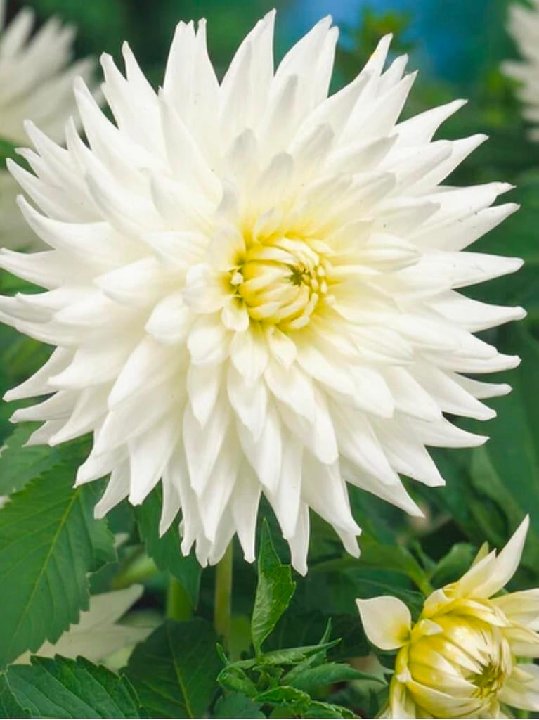 Dahilas, Tuin en Terras, Ophalen