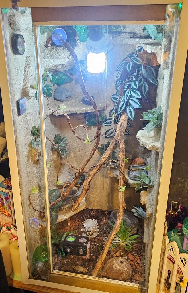 GROOT Terrarium te koop, Dieren en Toebehoren, Ophalen, Gebruikt, Terrarium of Paludarium