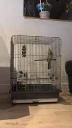 Parkiet te koop, Ophalen, Zo goed als nieuw