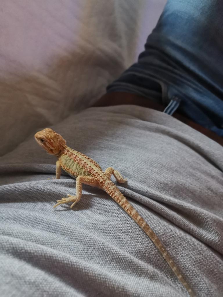 Reptielenopvang & herstart hobby – Baardagamen