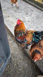 Coq Brahmâ perdrix doré