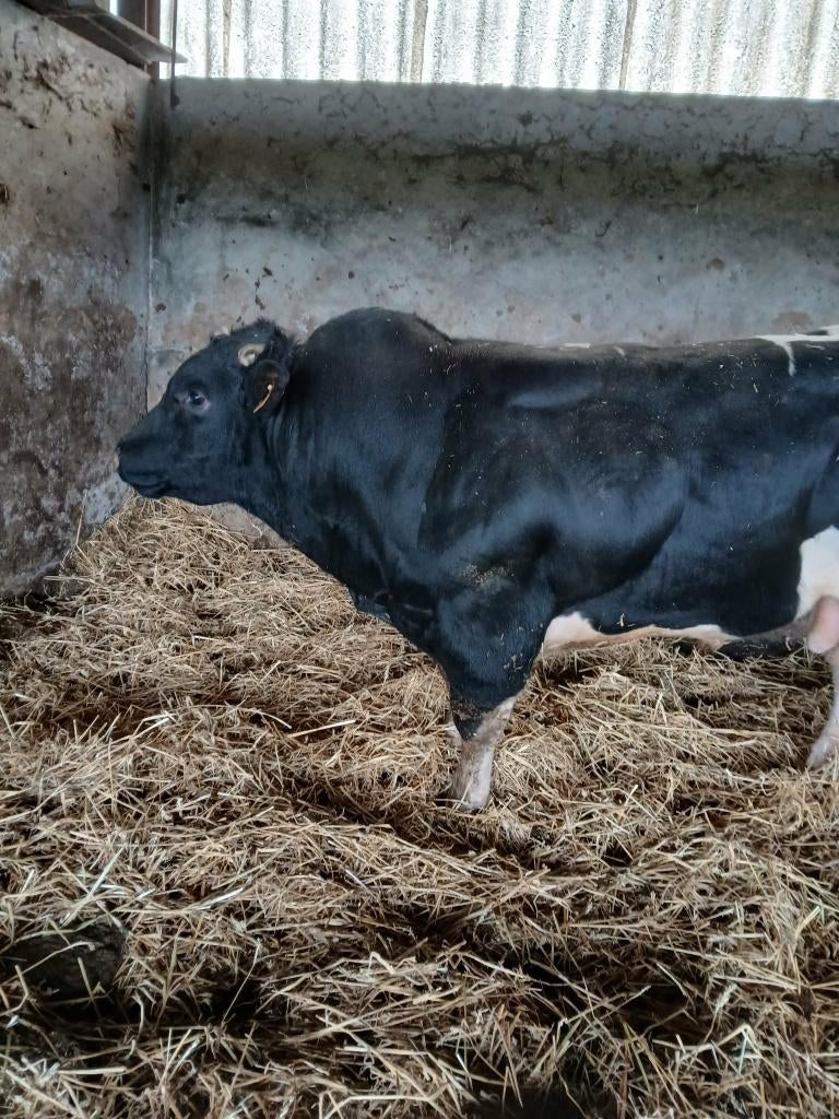 Dekstier, Dieren en Toebehoren, Runderen, Mannelijk, 0 tot 2 jaar