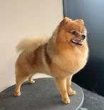 De Pom salon. Pomaranian trimsalon., Animaux & Accessoires, Décembre, Plusieurs animaux