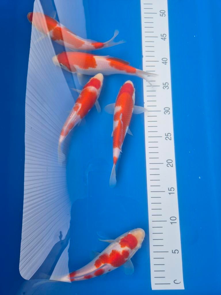 Tosai kohaku Genjiro, Dieren en Toebehoren, Vissen | Vijvervissen