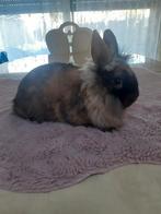 Dwerg konijnen mannetjes 12weken oud 10€, Dwerg