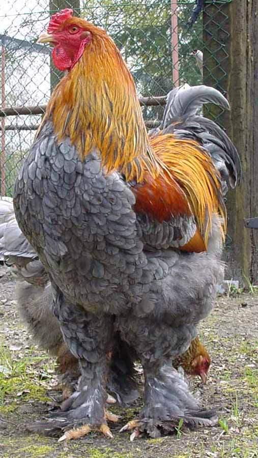 BRAHMA BLAUWPATRIJS BROEDEIEREN TE KOOP, Animaux & Accessoires, Volatiles