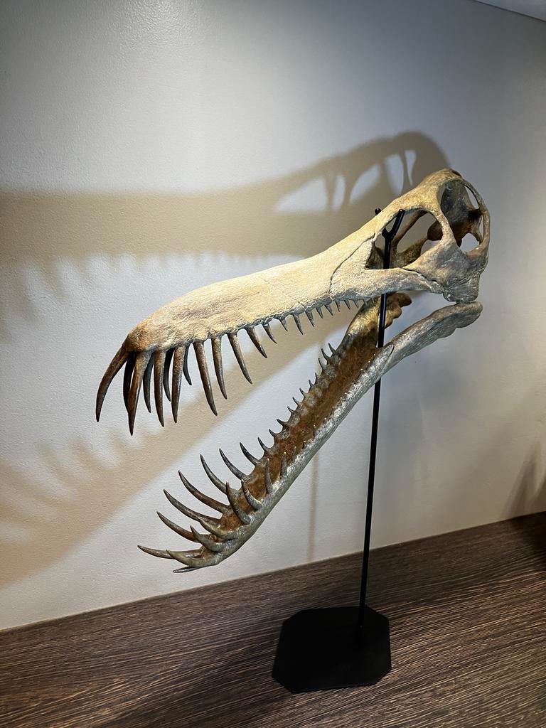 Dinsoaurus schedel replica - Boreopterus, Ophalen of Verzenden, Fossiel