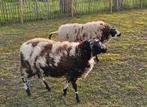 Twee baggerbonte ooien ( 1 jaar oud), Femelle, Mouton