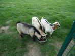 3 mooie vrouwelijke geiten, Dieren en Toebehoren, Vrouwelijk, Geit, 0 tot 2 jaar