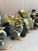 Loopeend kuikens, Geslacht onbekend, Eend