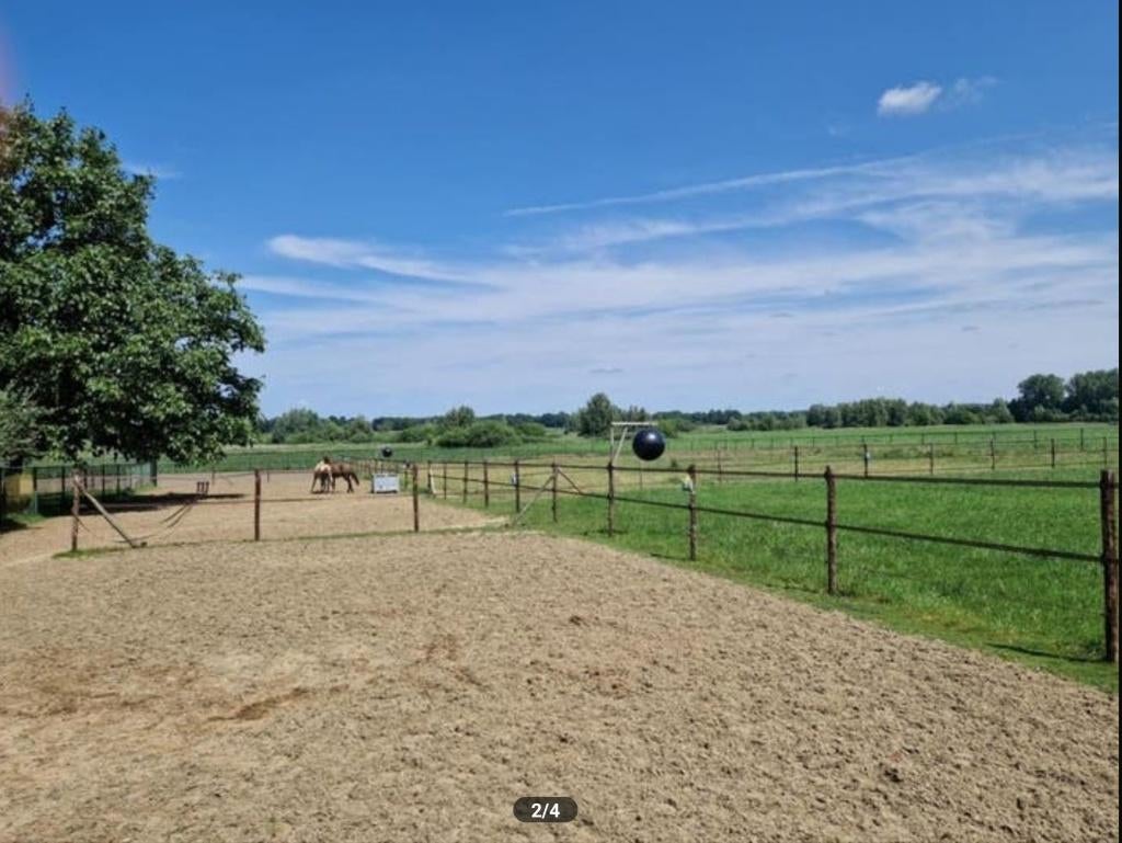 Opfokplek stal/weide voor jonge pony- of IJslanderruin, Élevage