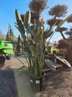 Strelitzia Reginae - Paradijsvogelbloem, Tuin en Terras, Ophalen