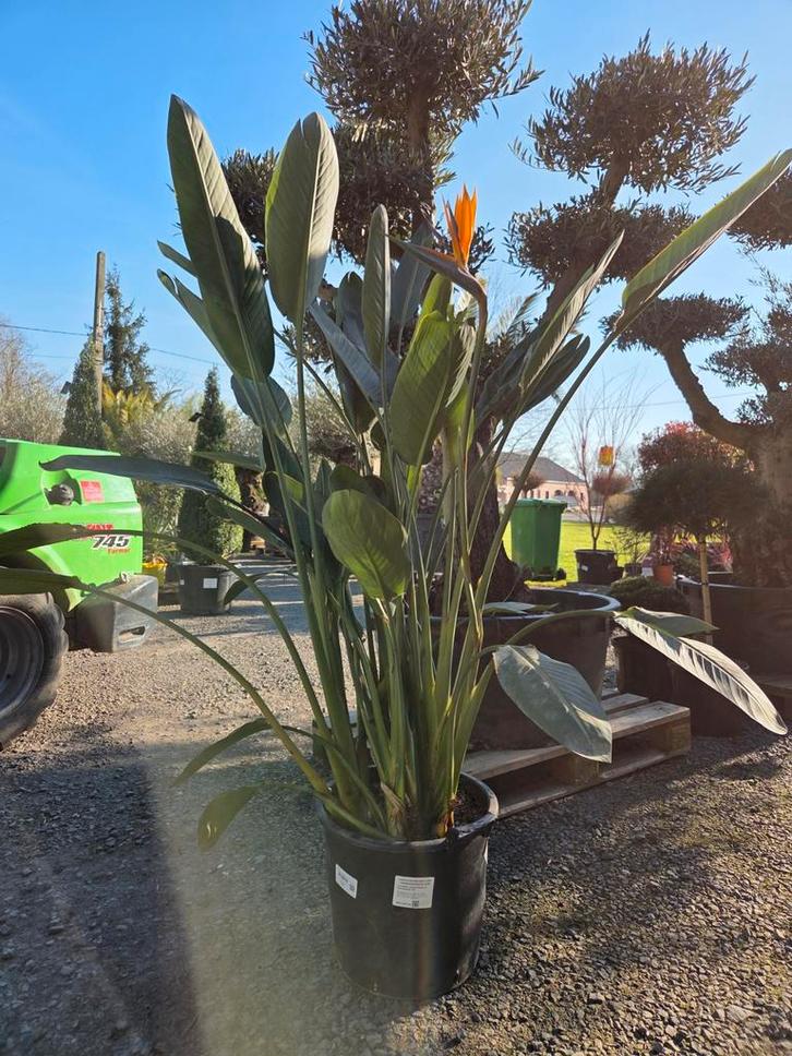 Strelitzia Reginae - Paradijsvogelbloem, Tuin en Terras, Planten | Bomen, Ophalen