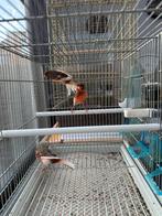 Portugese harlekijn kanaries gladkop en kuif 2025, Mâle