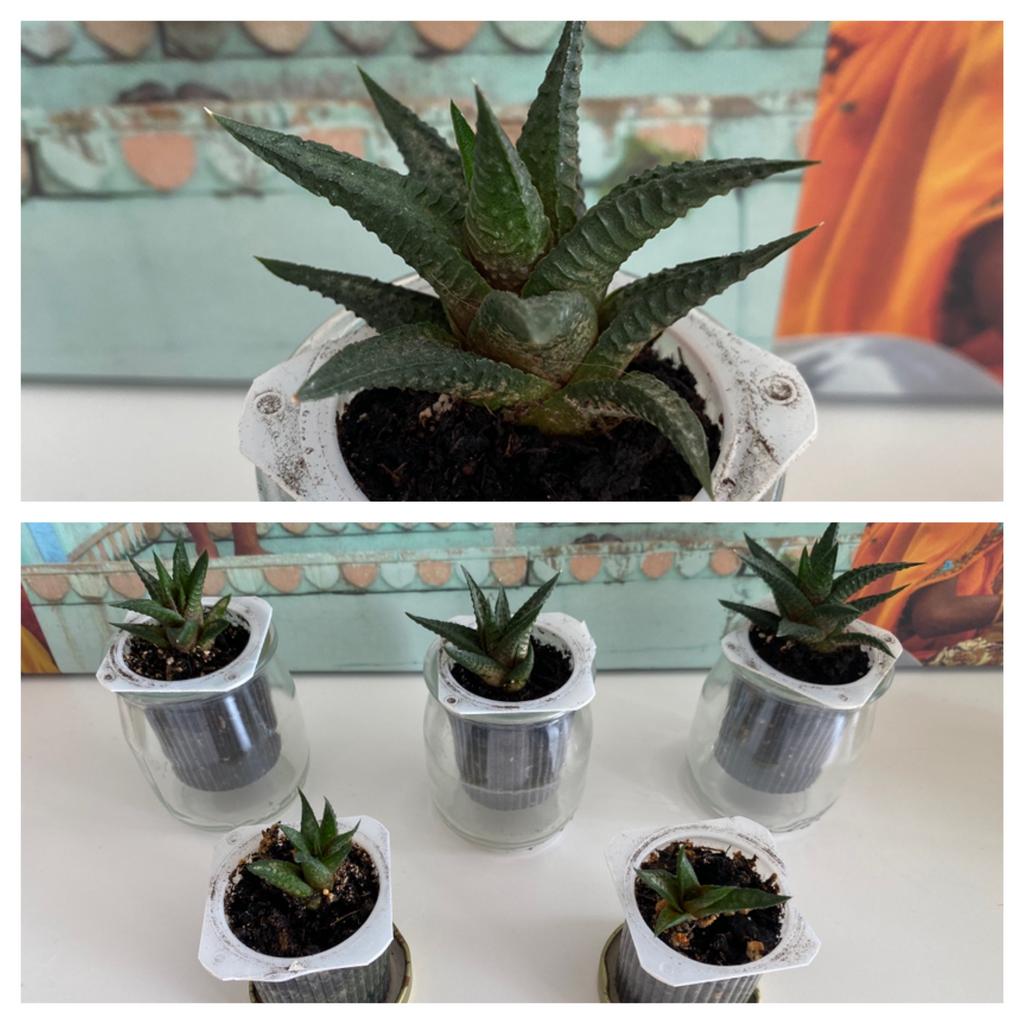 Bébés haworthia 1€ - 1€50, Maison & Meubles, Plantes d'intérieur, Enlèvement, Plante succulente, En pot, Ombre partielle
