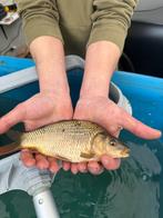 Schup karper, Dieren en Toebehoren, Ophalen