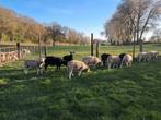 Rams à vendre, Animaux & Accessoires