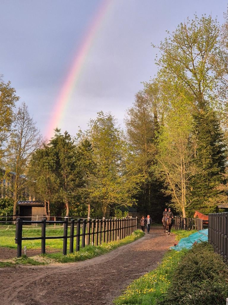 Gezocht: enthousiaste groom stalhulp, Dieren en Toebehoren, Paarden