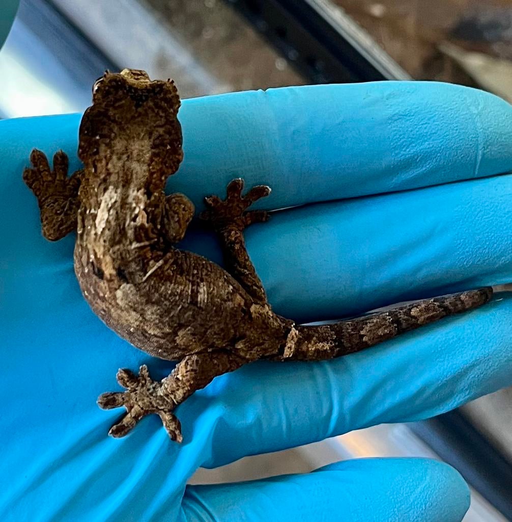 White collar Chahoua, pi, Lézard, 0 à 2 ans