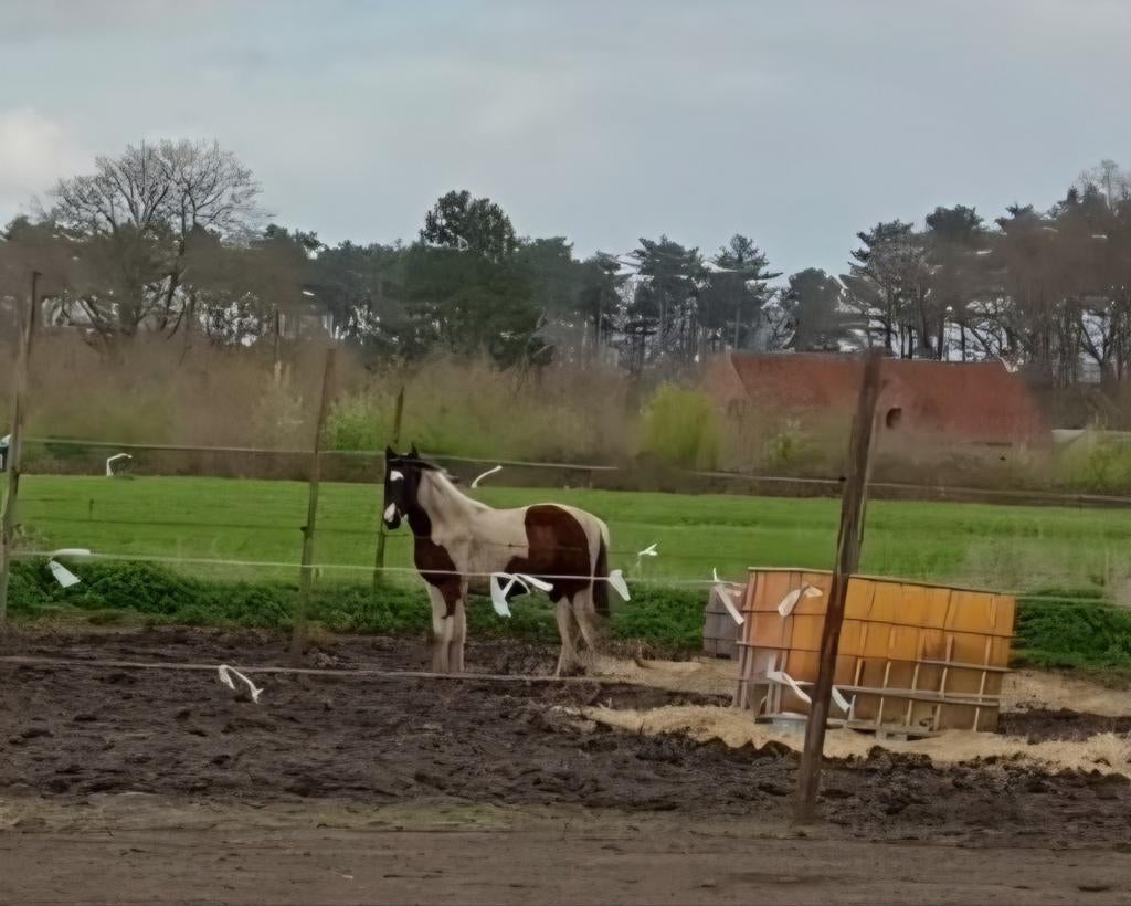 Apha merrie jaarling, Animaux & Accessoires, Chevaux, Étalon
