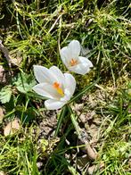 Cherche jardinier indépendant sous traitant