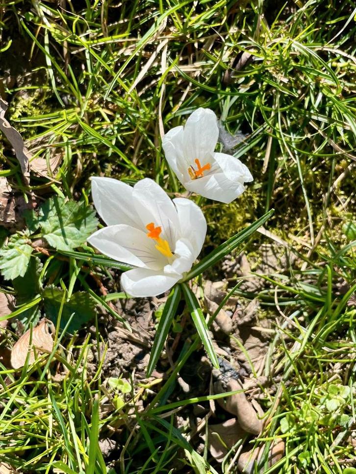 cherche jardinier indépendant sous traitant, Diensten en Vakmensen, Tuinmannen en Stratenmakers