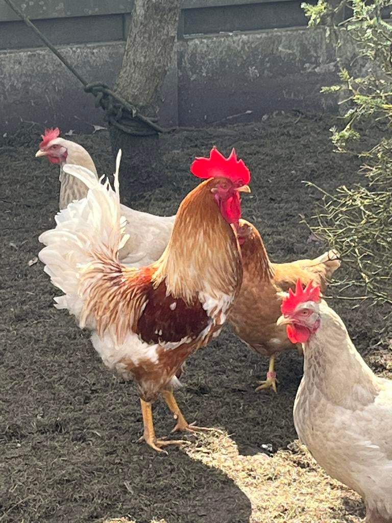 Kipp, Mannelijk, Kip