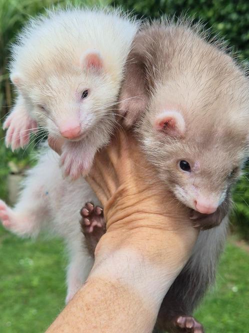puppy fretjes, Dieren en Toebehoren, Overige Dieren, Juni