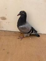 koppel late jongen voor de zware fond (jelle jellema), Dieren en Toebehoren, Vogels | Duiven, Meerdere dieren, Postduif