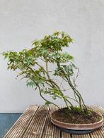 Acer groep bonsai, Tuin en Terras, Ophalen, In pot