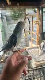 Tamme halsbandparkiet te koop praat paar worden, Dieren en Toebehoren, Vogels | Parkieten en Papegaaien