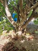 grote vijgenboom, Ophalen