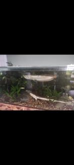 Zilver arowana te ruilen, Vis, Zoetwatervis