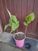 Zingiber mioga, geel en crug zing, Vaste plant, Halfschaduw, Herfst, Ophalen